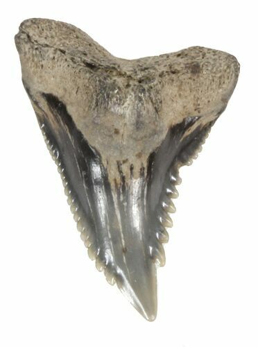 Fossil Hemipristis Shark Tooth - Maryland #42545